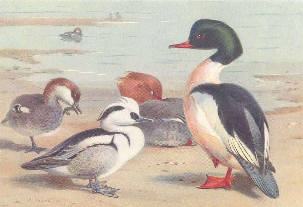 BRITISH BIRDS. Smew; Goosander. THORBURN 1926 old vintage print picture